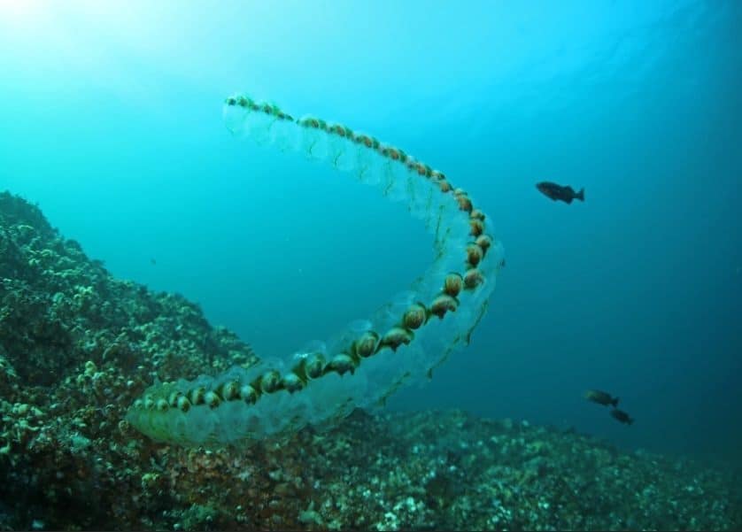 Salp Chain 1