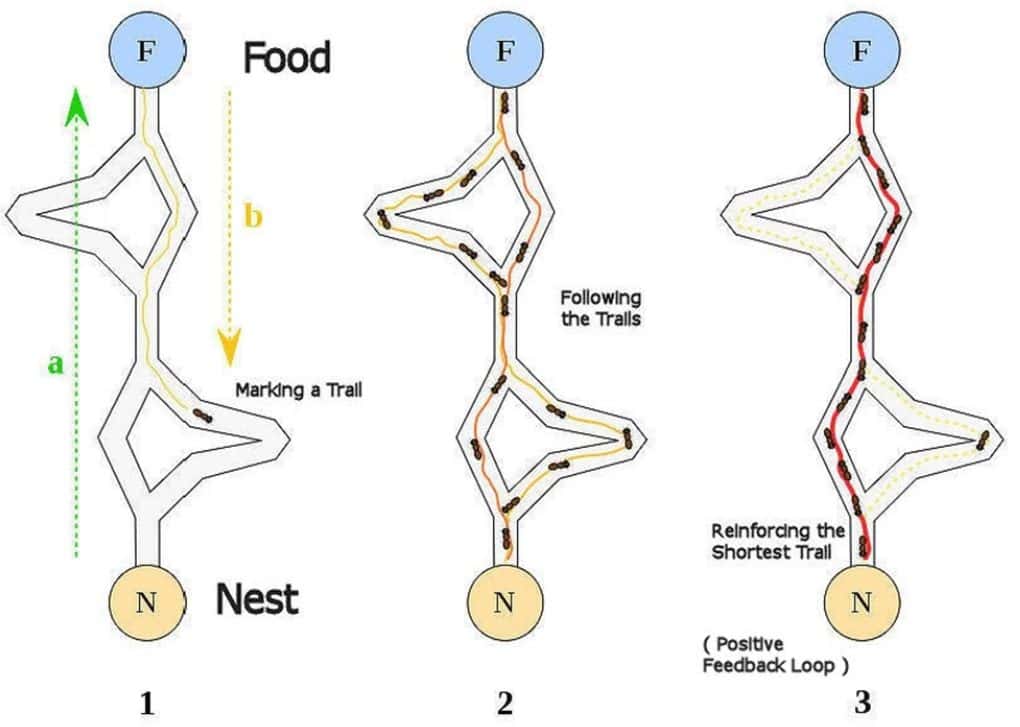 Ant Colony Optimization