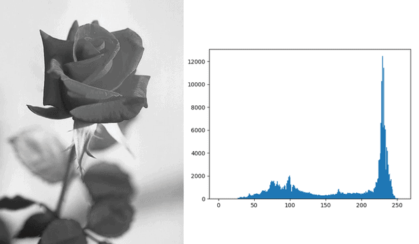 histogram rose